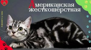 Алфавит в 4 лапы/А: Американская жесткошёрстная кошка или Проволочная кошка/История породы/характер