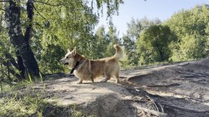 Перегавкивпюсь с собакой на другом берегу