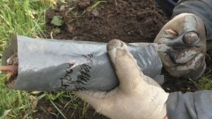 Как садить виноград. Особенности и сроки посадки