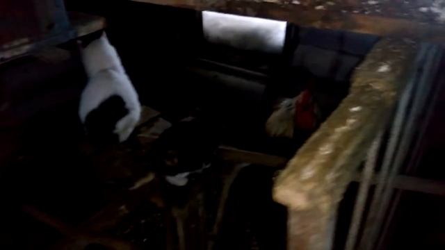 Знакомлю Мурзилок с курами 3 смотреть онлайн