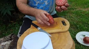 Томат Беркли тай дай хаат проба