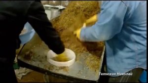 Вешенка. От сена до первых грибов.