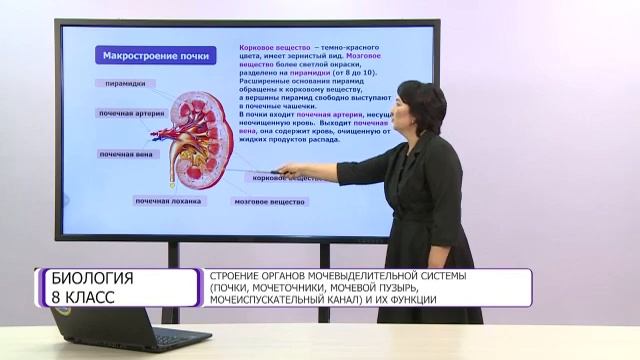 Биология. 8 класс. Строение органов мочевыделительной системы