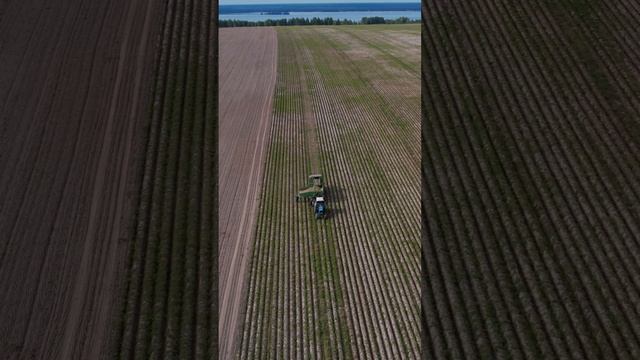 Potato harvesting. Уборка картофеля #shorts