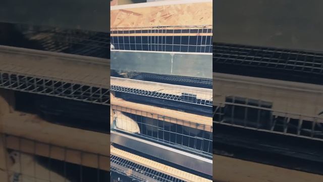 Инкубация перепелиных яиц в самодельном инкубаторе