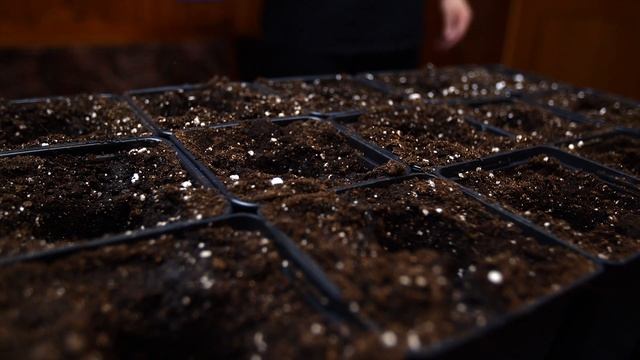 Самые острые перцы. Как вырастить рассаду. смотреть онлайн