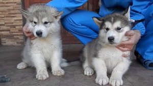Аляскинский Маламут. Щенки 2 месяца.Alaskan Malamute . Puppies 2 month. Odessa.