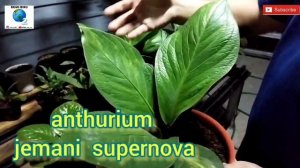 #1 AMAZING! KOLEKSI ANTHURIUM KELAS SULTAN KOLEKSI BURUAN PARA KOLEKTOR & EKSPORTIR HARGA EKONOMIS