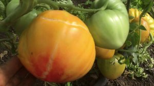 Данко, Король Сибири и Двуколор.