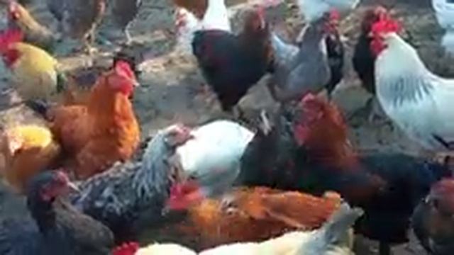 Укрепляю иммунитет кур и уток/Витамины осенью, чтобы росли здоровыми и набирали вес смотреть онлайн