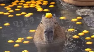 КАПИБАРА 1 ЧАС