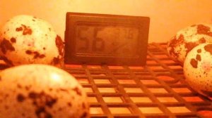 Инкубатор для перепелов