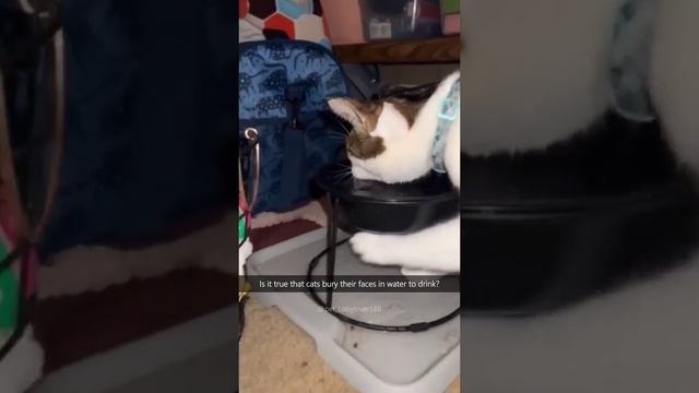 Смешные кто #shorts