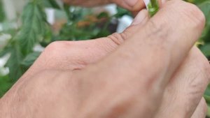 прививка томата tomato grafting