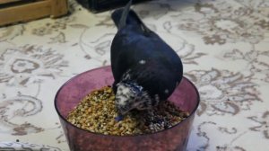 Голубь породы бакинский чиль живет в квартире ✿ Pigeon of Baku breed lives in apartment