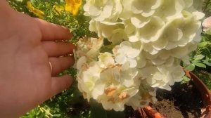 ОБЗОР МЕТЕЛЬЧАТЫХ ГОРТЕНЗИЙ НА 25 ИЮЛЯ ?СКАЙФОЛЛ , ГРАФФИТИ, САМАРСКАЯ ЛИДИЯ,САНДЕЙ ФРАЙЗ,ДИАМАНТИН