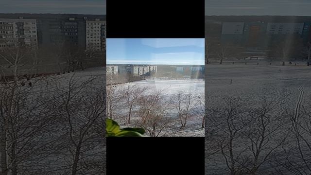 К пеларгониям на лоджию поставила гортензии