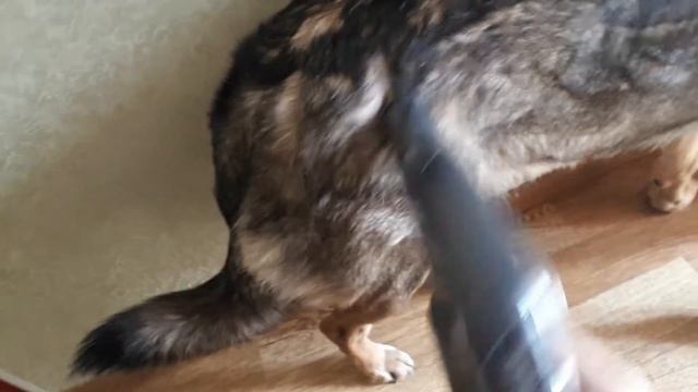 Пылесосим собаку#пылесос#собака#шерсть#уборка смотреть онлайн