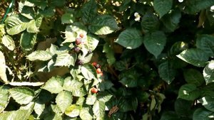 ежевика Блек Джем второй урожай