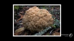 Ramaria velocimutans - fungi kingdom