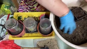 черенкование чайно гибридных роз