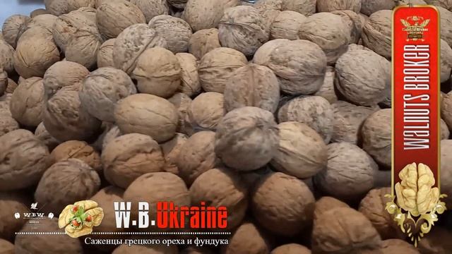 Семена ореха сорт Кочерженко, Walnuts Broker