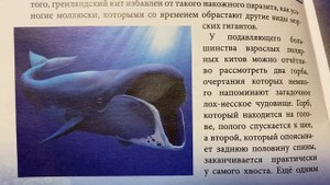 Хочу Все знать : Гренландский кит/20.04.21