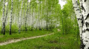 Натурный футаж - Берёзовая роща. Весна, май...(HD)