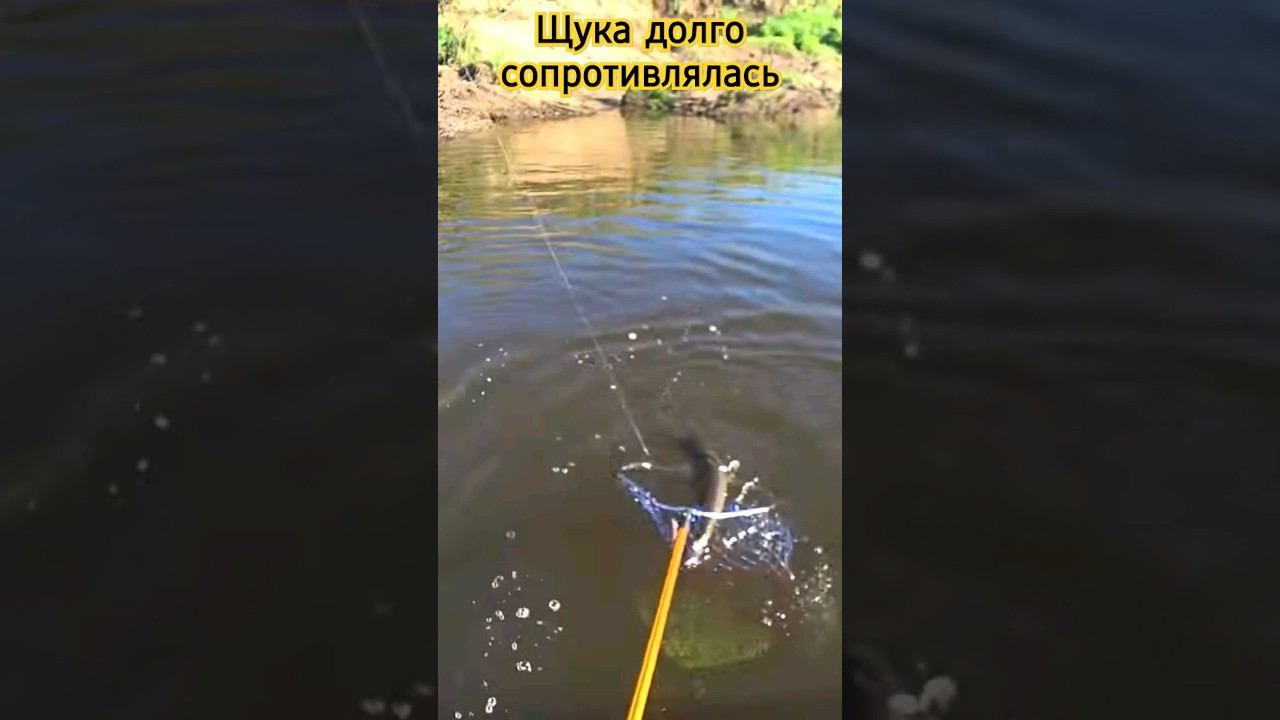 Щука долго сопротивлялась, но мы её достали #щука #рыбалка смотреть онлайн