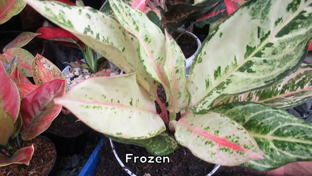MOST POPULAR AGLAONEMA PLANT VARIETIES смотреть онлайн