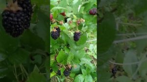 Как определить спелую ягоду у ежевики.