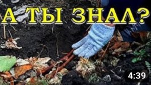 Как правильно обрезать и укрыть ВИНОГРАД на зиму???