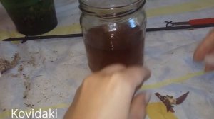 Спасение безкорневой детки орхидеи фаленопсис