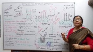 LIFE CYCLE OF PUCCINIA GRAMINIS / BLACK RUST OF WHEAT