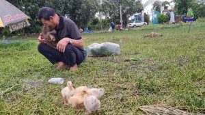 Sam boy's family and ducklings went to the field to enjoy