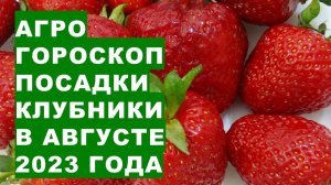 Агрогороскоп посадки клубники в августе 2023 года. Агрогороскоп посадки полуниці в серпні 2023 року