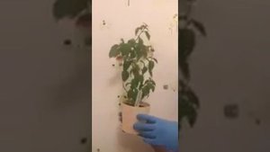 Обрезка фуксии перед зимой