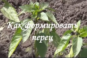 Как формировать перец