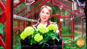 Тля: как спасти от нее грядки. Доброе утро. Суббота. Фрагмент выпуска от 02.07.2022