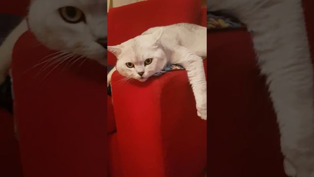 Шотландский кот на отдыхе!!! Кот-лентяй!😽 смотреть онлайн