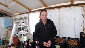 Посадка тюльпанов по 9°С технологии. Охлаждение в земле