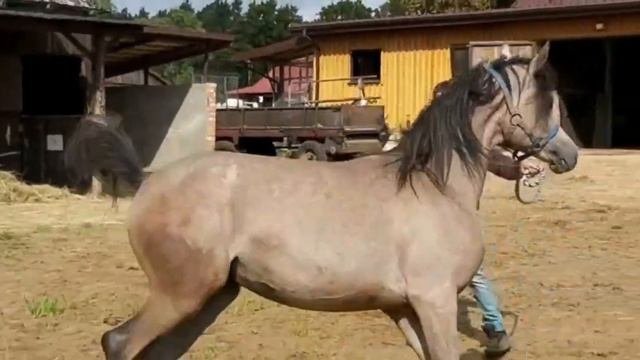 Хендлер показывает Арабскую лошадь.
