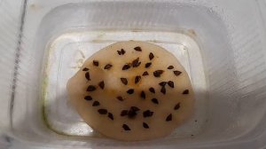 Лиственница Японская (Кемпфера, тонкочешуйчатая) из семян. Этап 2.