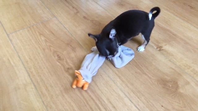 Gabi: 2 months chihuahua / Габи: чихуахуа 2 месяца / Part 1 смотреть онлайн