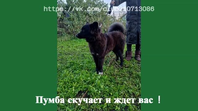 ВНИМАНИЕ! Розыскиваются родители! смотреть онлайн