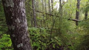 Прогулка по лесу. Сбор ягод и грибов 2022 год