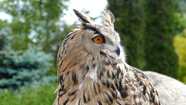 Звуки щебетания птиц – антистрессовые терапевтические звуки природы, релаксация от пения птиц смотреть онлайн