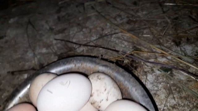 Вечерний сбор яиц ? Скоро вывод утят?Почистил курятник?