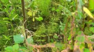 Волна ПОДОСИНОВИКОВ в ХМАО.Хорошие запасы на зиму)ТИХАЯ ОХОТА#грибы #mushroom #подосиновики