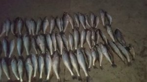 рыбалка в с.Житное